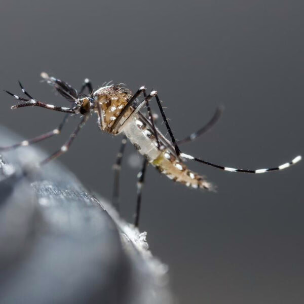 Clima Pest Guard image